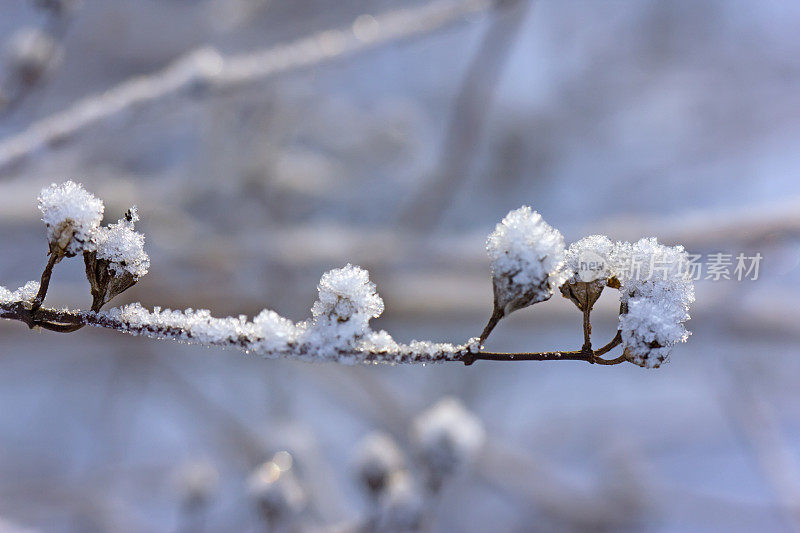 雪晶