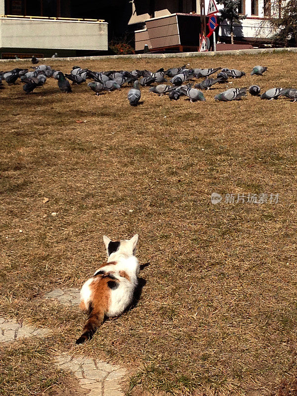 野猫在土耳其安卡拉追捕鸽子