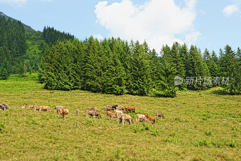 齐勒塔尔阿尔卑斯山(奥地利)的奶牛
