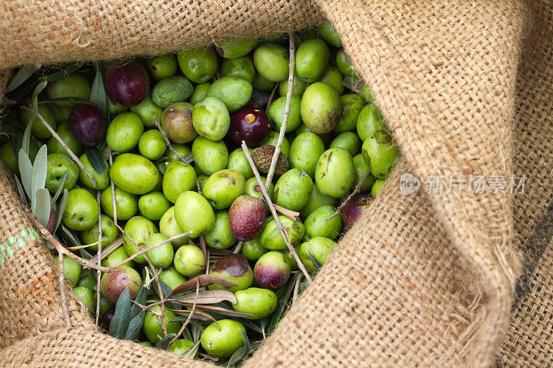意大利橄榄收获:粗麻袋中新鲜采摘的橄榄(特写)