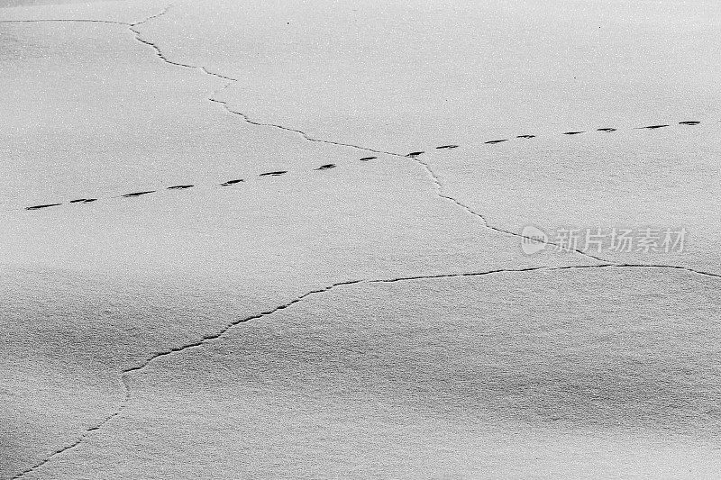 野兔在雪地上留下的足迹
