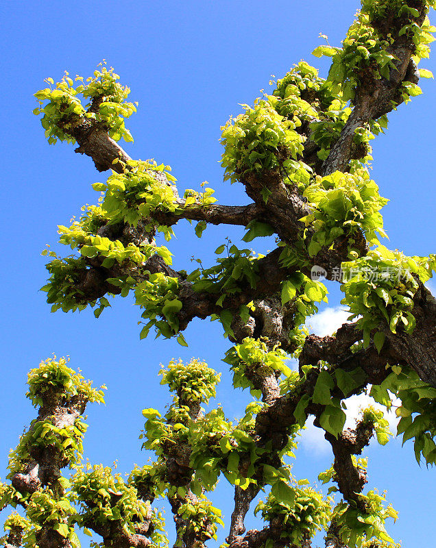 修剪、截梢的一种酸橙树(椴树属)，有新鲜的春天叶子