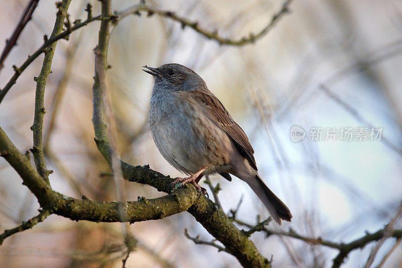 灌木丛中的Dunnock