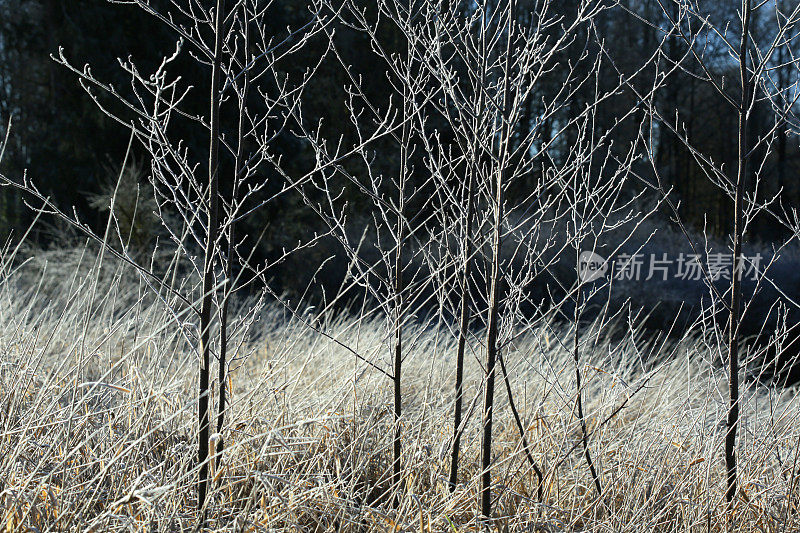 冬天的自然景色，加拿大不列颠哥伦比亚省