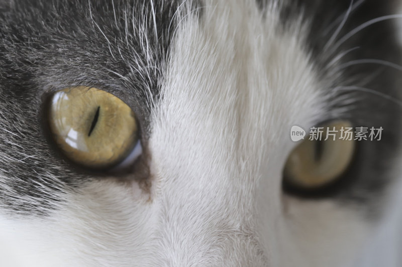 猫的特写镜头