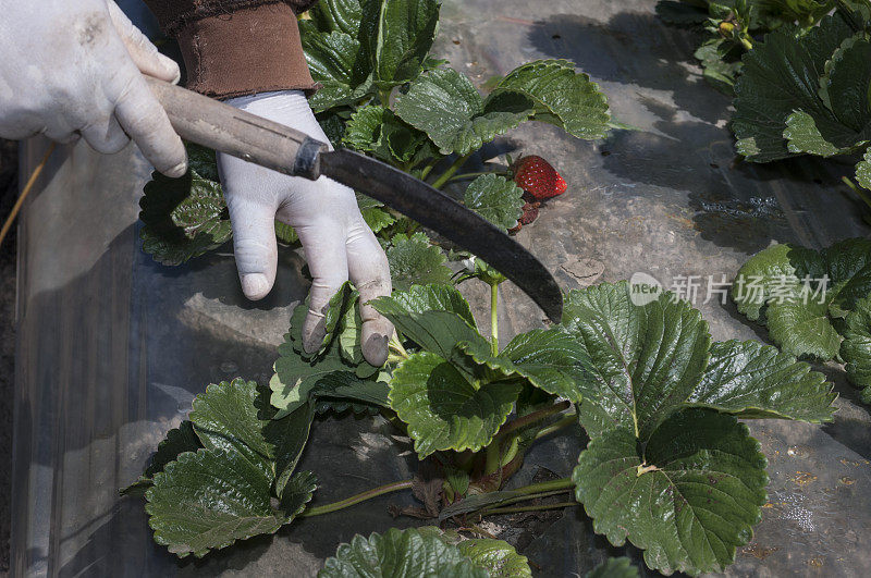 农场工人修剪草莓植物