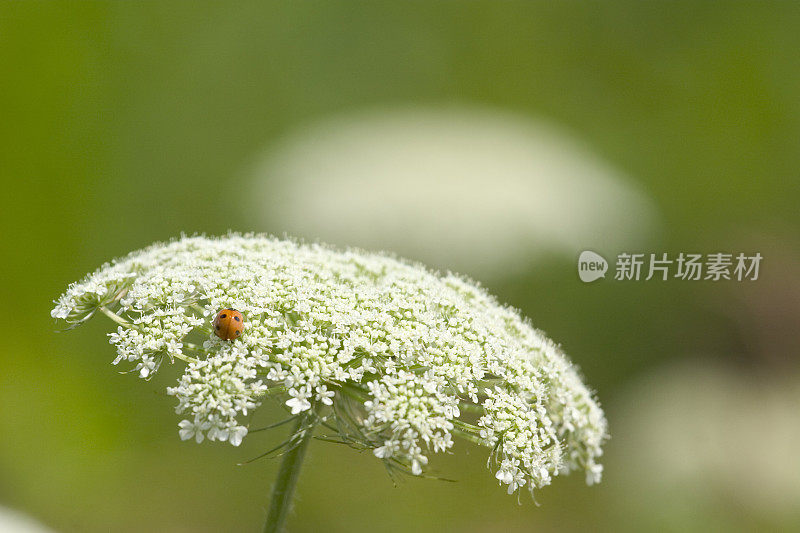 安妮女王的蕾丝上的瓢虫