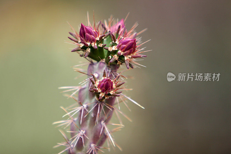 仙人掌的花蕾