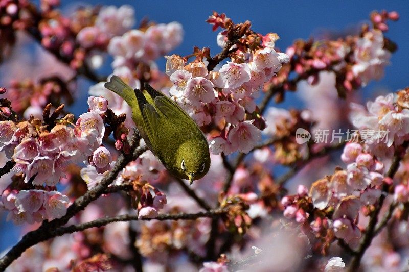 樱花和日本白眼睛