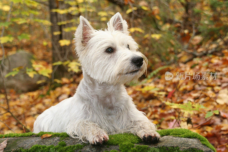 Westie狗躺在岩石在秋天的季节