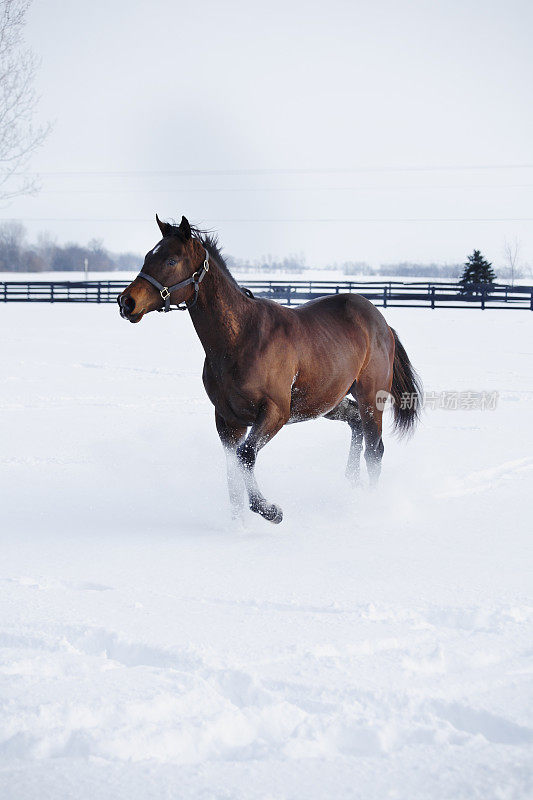 雪马。