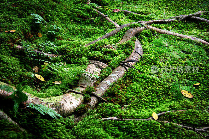 根和苔藓