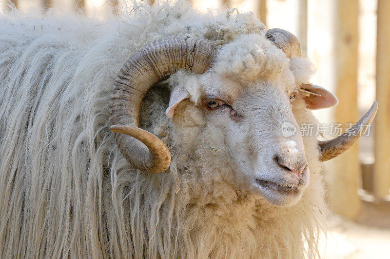 纳瓦霍-油条羊，绵羊