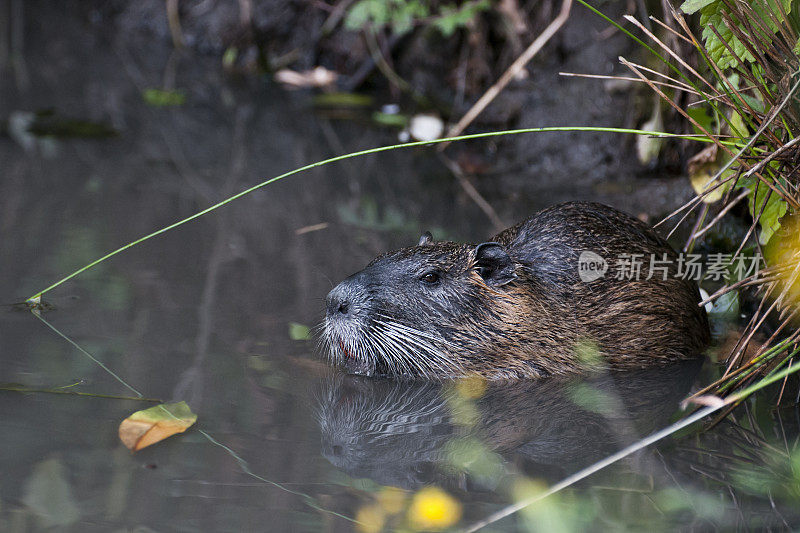 水獭