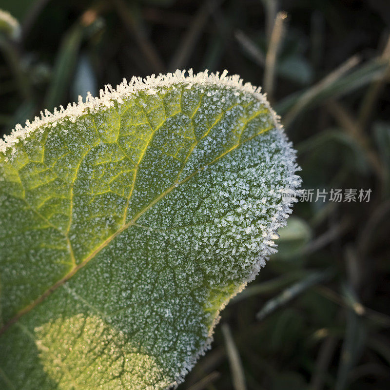 植物冰冻叶子上的冰晶