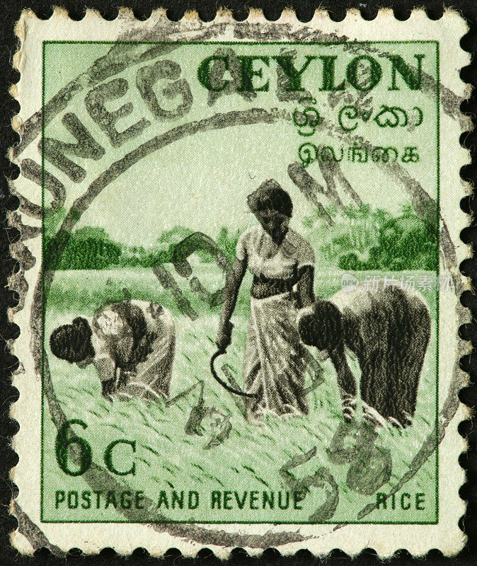 在旧锡兰邮票上收割水稻的妇女