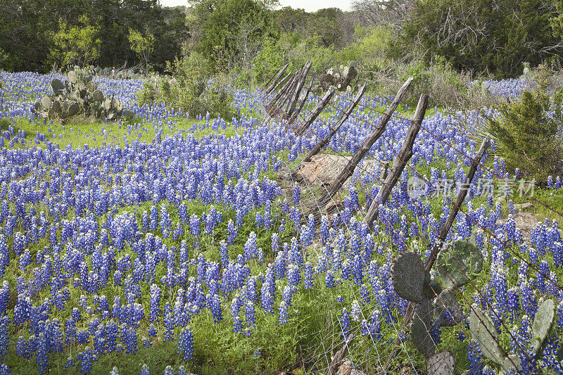 沿着旧篱笆的德州蓝矢车菊