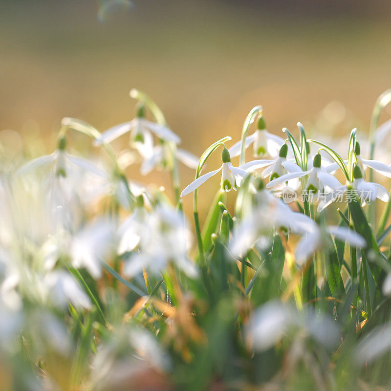 雪花莲(雪花)