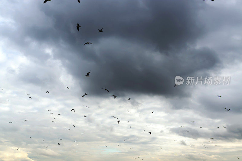 戏剧性的天空充满了飞翔的鸟儿，暴风雨前，复制空间