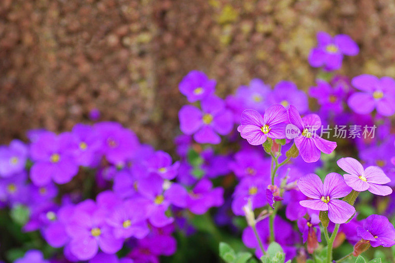 在花盆里开花的紫丁香。