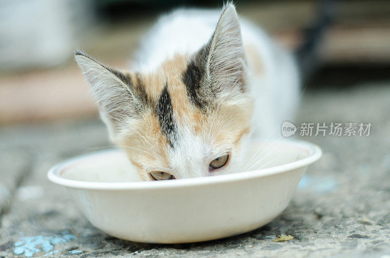 小猫从碗里吃东西