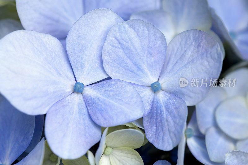 蓝色绣球花特写