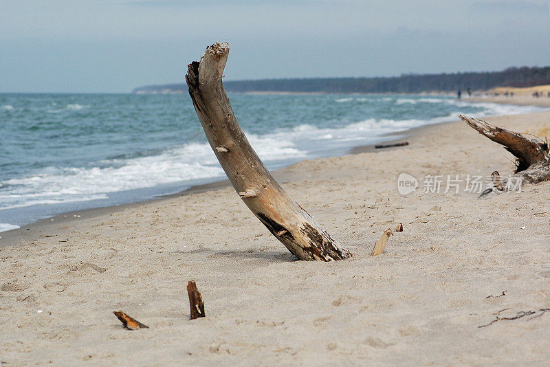 波罗的海海滩上的浮木