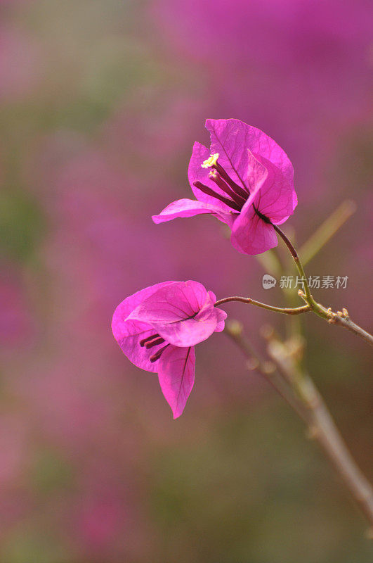 粉红色的叶子花属