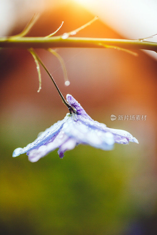 雨后的蓝花