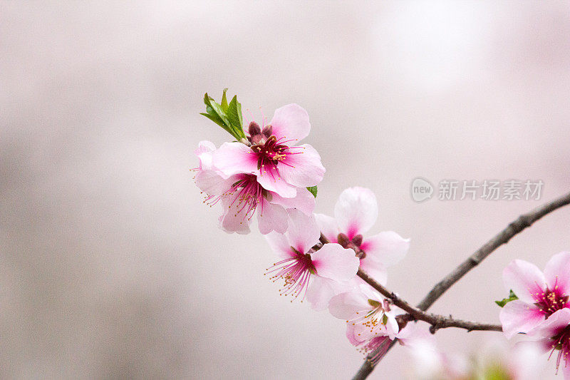 日本京都的樱花