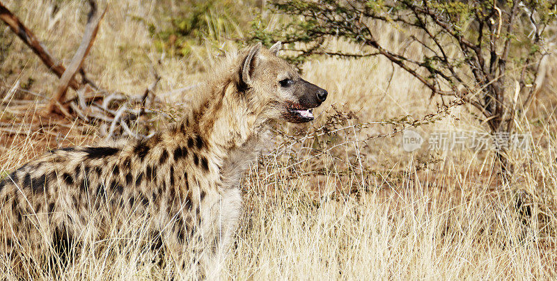 嘴带血的斑点鬣狗，南非马迪克威野生动物保护区