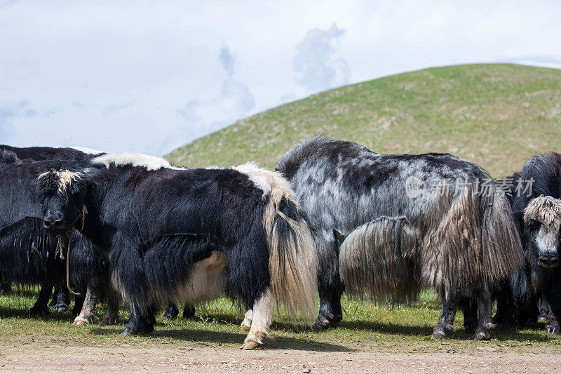 蒙古:牦牛