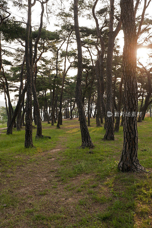 松树