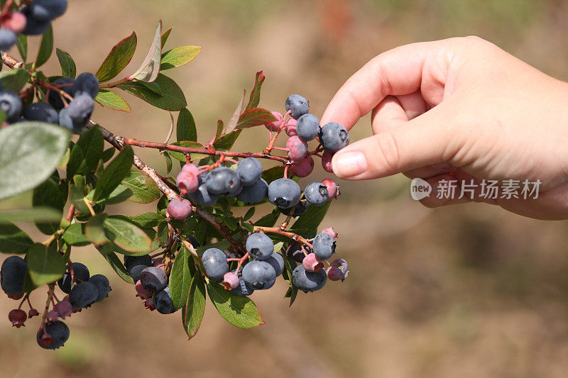 挑选新鲜的蓝莓