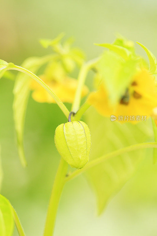 番茄树生长在花园里