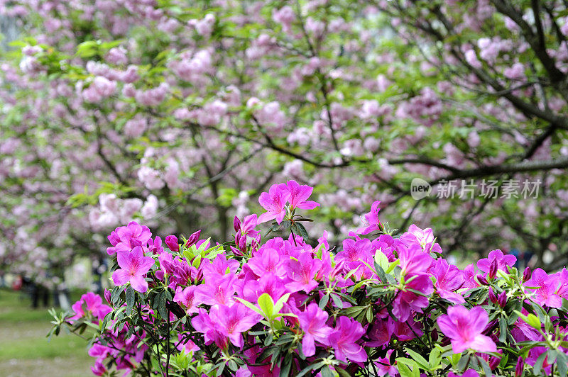 樱花和杜鹃花