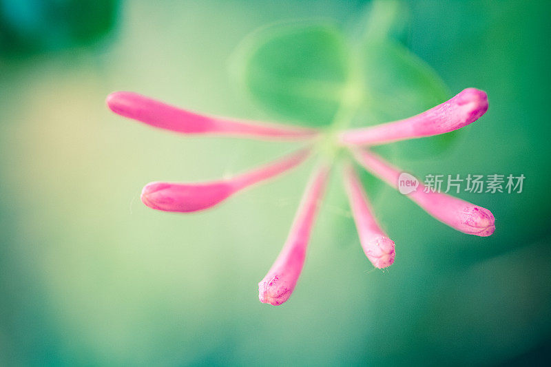 粉红色忍冬花盛开特写