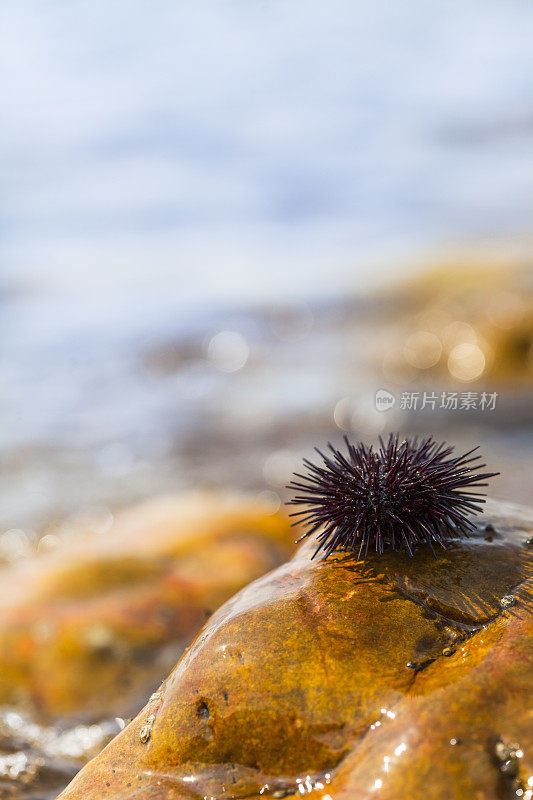 海胆