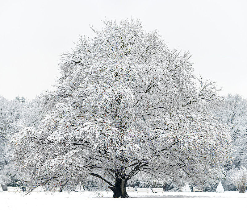 公园里白雪覆盖的山毛榉幼树。