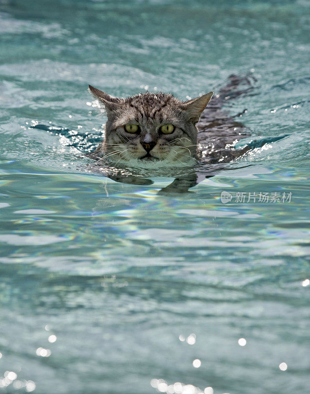 会游泳的亮眼睛猫