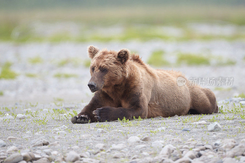 棕色的熊睡觉。卡特迈,阿拉斯加