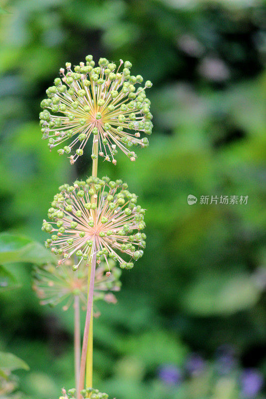 两棵葱种子头花的图像，模糊了花园的背景