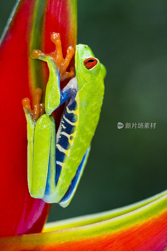 红眼树蛙爬在螺旋花上，哥斯达黎加动物