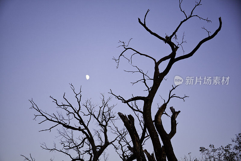 月出和老树