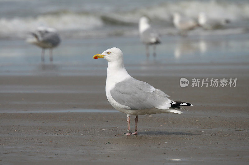 海鸥