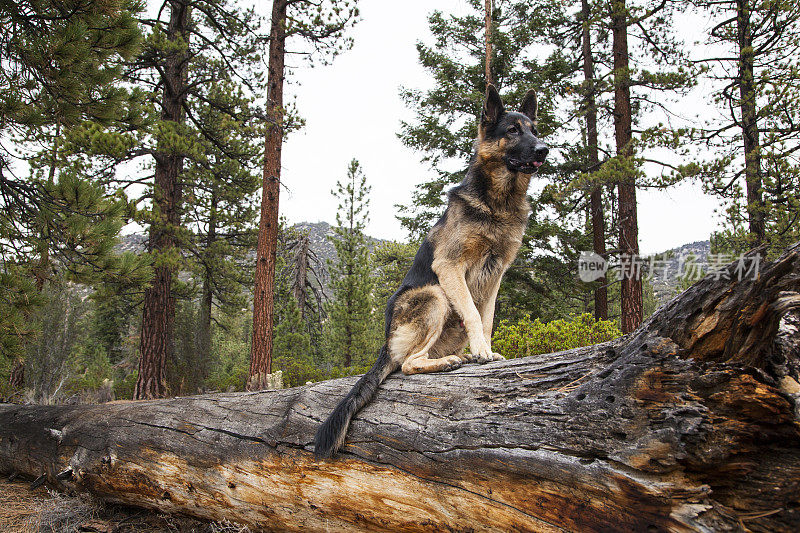 屋外的德国牧羊犬