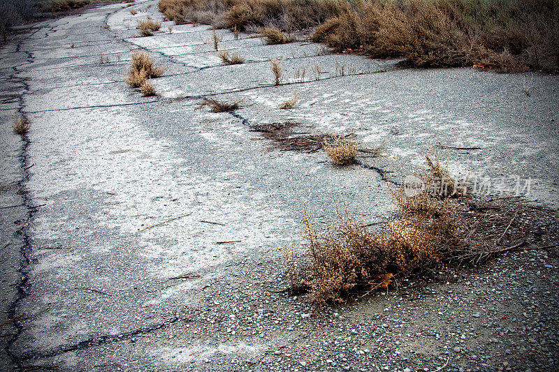 废弃的道路长满