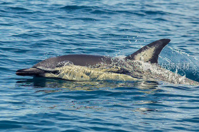 在豪拉基湾玩耍的海豚