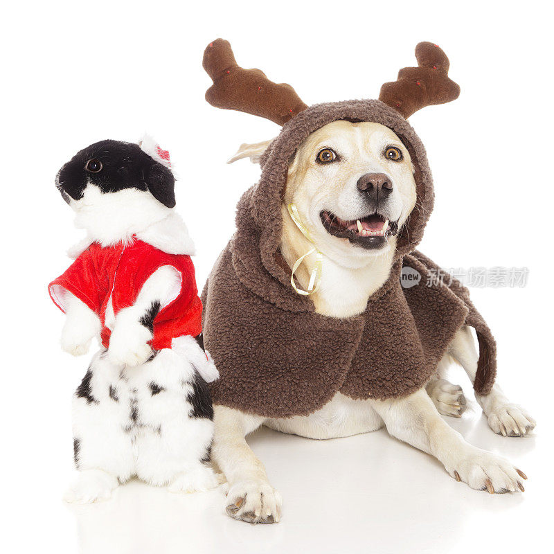驯鹿狗和圣诞兔