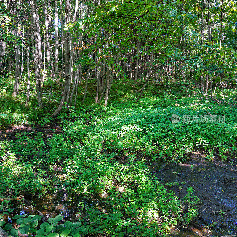 野生森林植物，马克沃斯岛徒步旅行路线，法尔茅斯，缅因州